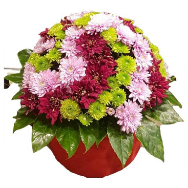 باکس گل طبیعی داوودی مدل 6