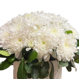 باکس گل طبیعی مدل 47