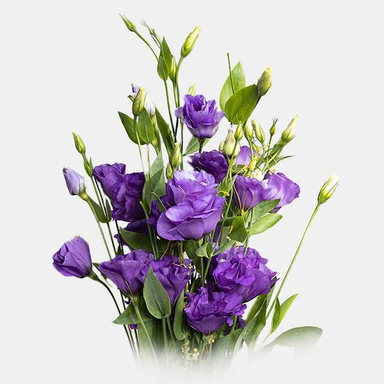 دسته گل طبیعی لیسیانتوس رنگ بنفش