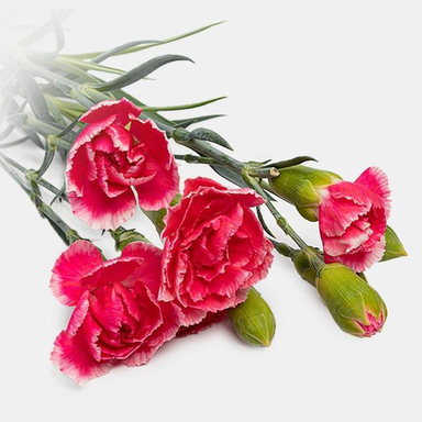 دسته گل طبیعی میخک رنگ سرخابی