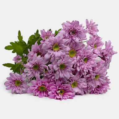 دسته گل طبیعی داوودی مدل Li006 رنگ بنفش