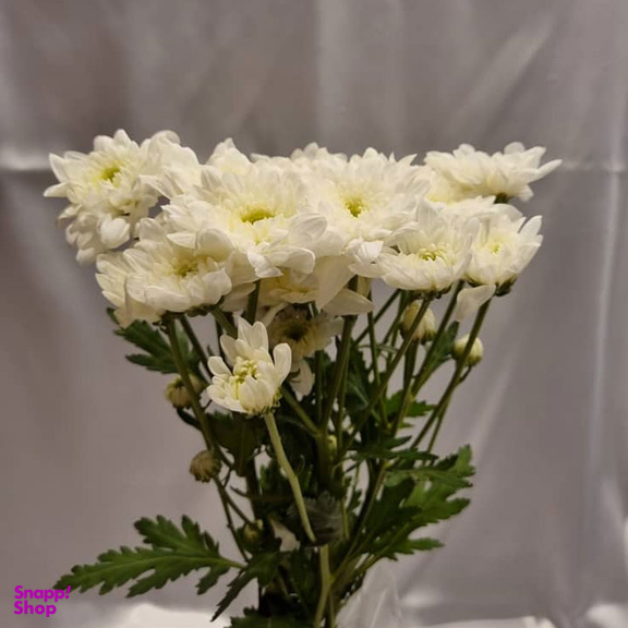 دسته گل طبیعی داوودی مینیاتوری کد G01 رنگ سفید 5 شاخه با تزیینات کنف