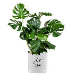گیاه طبیعی مانسترا تافکو مدل پنجه شیری کد 2x
