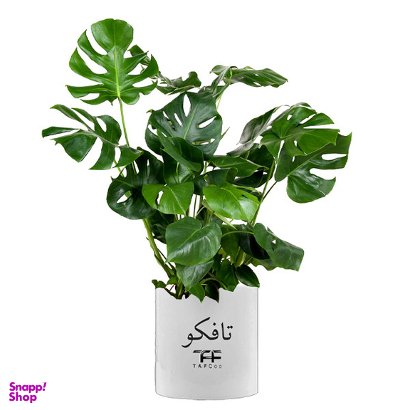 گیاه طبیعی مانسترا تافکو مدل پنجه شیری کد 2x