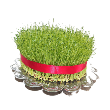 سبزه عید بذر عدس مدل 007