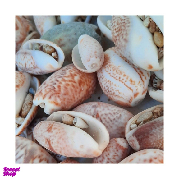 صدف تزیینی آکواریوم مدل پسته ای وزن 300 گرم