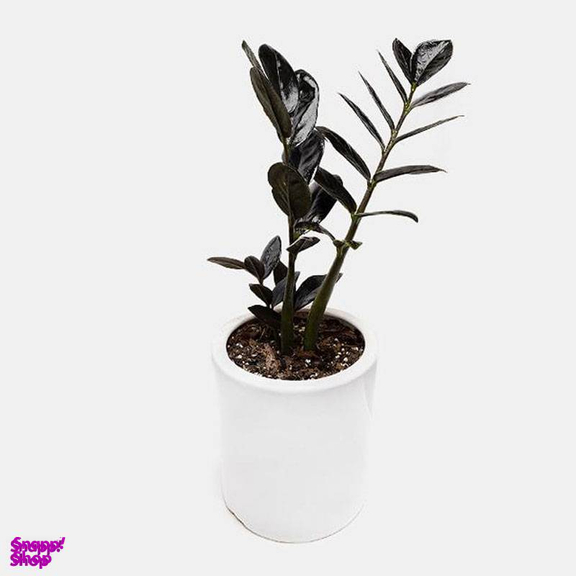 گلدان طبیعی زاموفیلیا بلک ارتفاع 40 سانتی متر