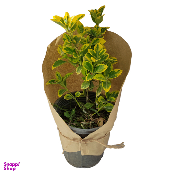 گیاه طبیعی پشمشاد طلایی کد yt19