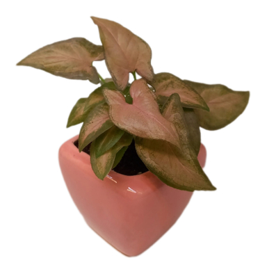 گیاه طبیعی سینگونیوم صورتی کد 02