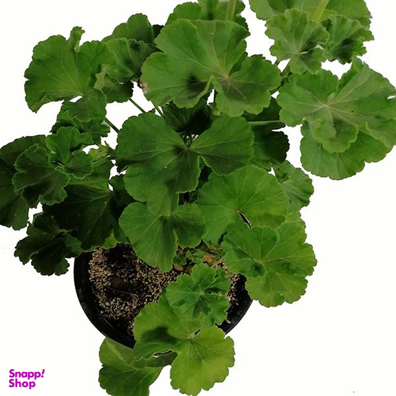 گیاه طبیعی شمعدانی هلندی مدل 5159955