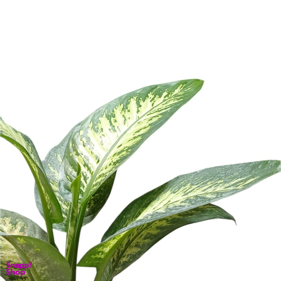 گیاه طبیعی دیفن باخیا گلدونه کد 20089