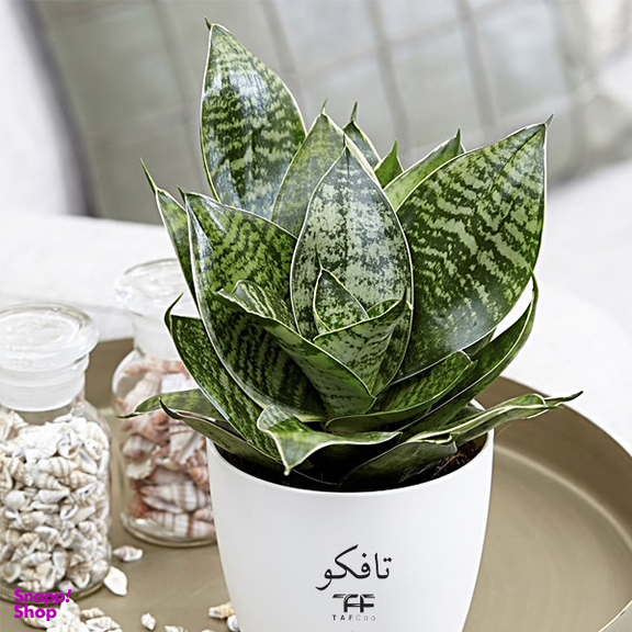 گل طبیعی سانسوریا تافکو مدل پا کوتاه کد s1