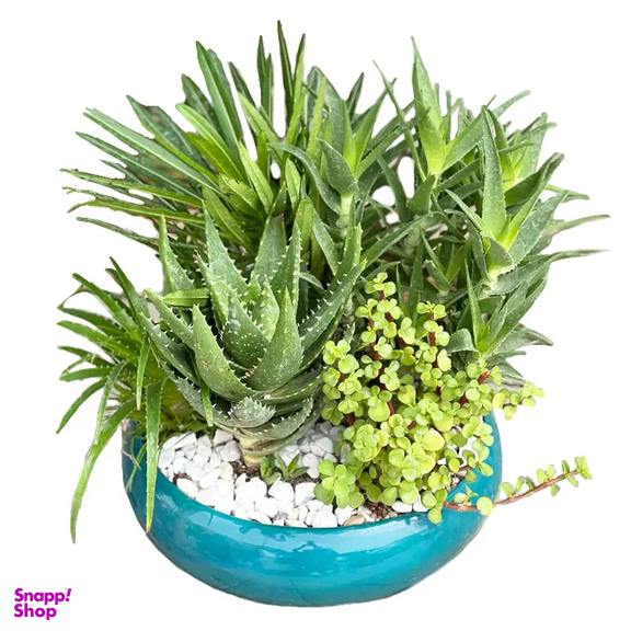 گل طبیعی کاکتوس و ساکولنت گل آنلاین کد 71