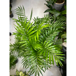 گیاه طبیعی شامادورا کد 001300