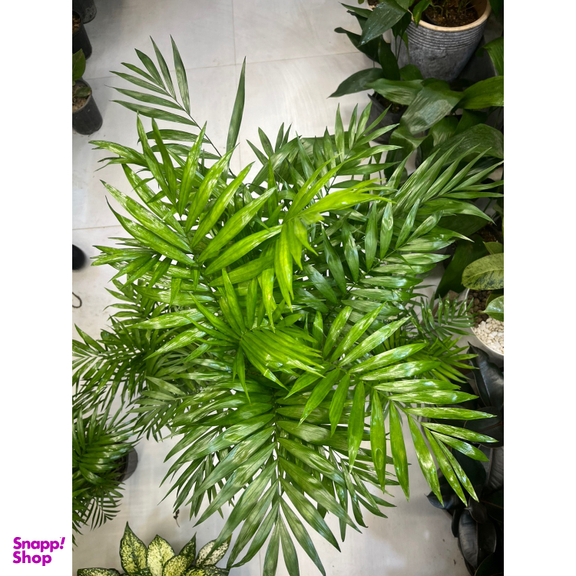 گیاه طبیعی شامادورا کد 001300