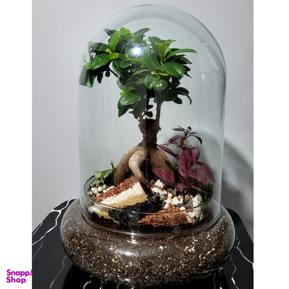 تراریوم مدل بونسای فیکوس کد 07