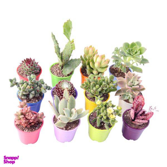 گیاه طبیعی کاکتوس و ساکولنت آیدین کاکتوس کد CB-004 بسته 12 عددی