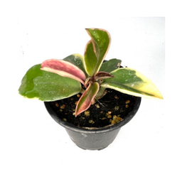 گلدان طبیعی هویا کریمسون کویین