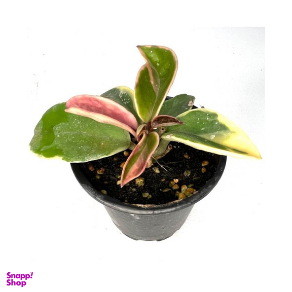 گلدان طبیعی هویا کریمسون کویین