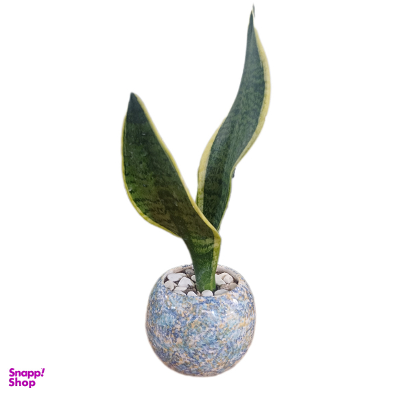 گیاه طبیعی سانسوریا کراواتی ابلق کد 016 به همراه گلدان