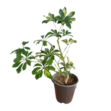 گیاه طبیعی شفلرا ابلق نارگل کد 011