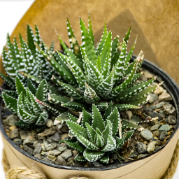 گیاه طبیعی کاکتوس هاورتیا گورخری کد 1005