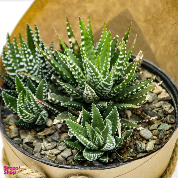 گیاه طبیعی کاکتوس هاورتیا گورخری کد 1005