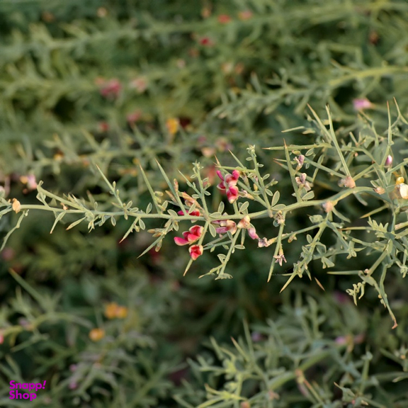 عرق خارشتر ارگانیک ژیک حجم 1 لیتر