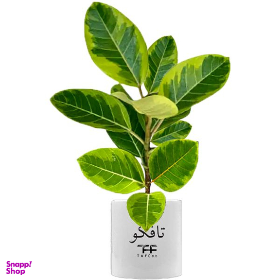 گیاه طبیعی فیکوس آلتیسیما تافکو کد 2x