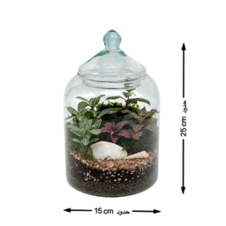 تراریوم مدل کپسولی سایز کوچک