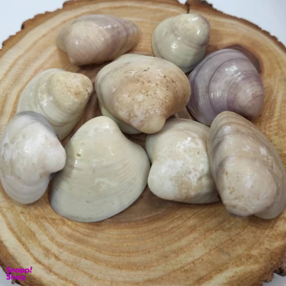 صدف تزیینی آکواریوم مدل کفه ای مجموعه 10 عددی