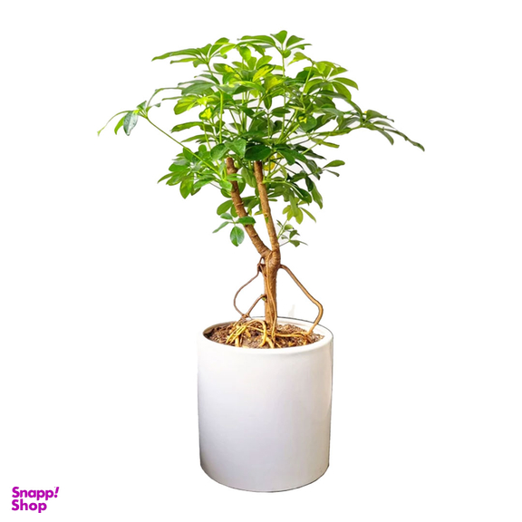 گیاه طبیعی شفلرا تنه بن سای کد 018