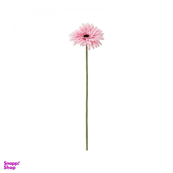 شاخه گل طبیعی ژربرا رنگ صورتی