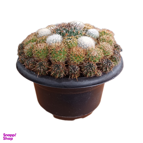 گیاه طبیعی کاکتوس کد 020