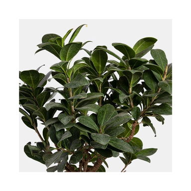 گلدان طبیعی بونسای ارتفاع 50 سانتی متر رنگ مشکی