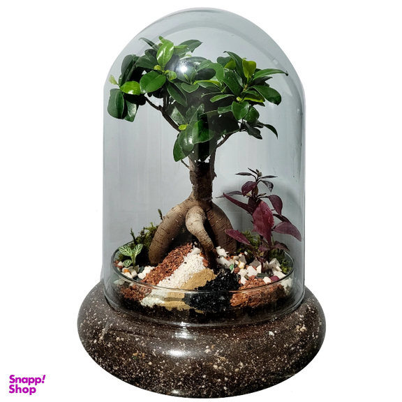 تراریوم مدل بونسای فیکوس کد 07