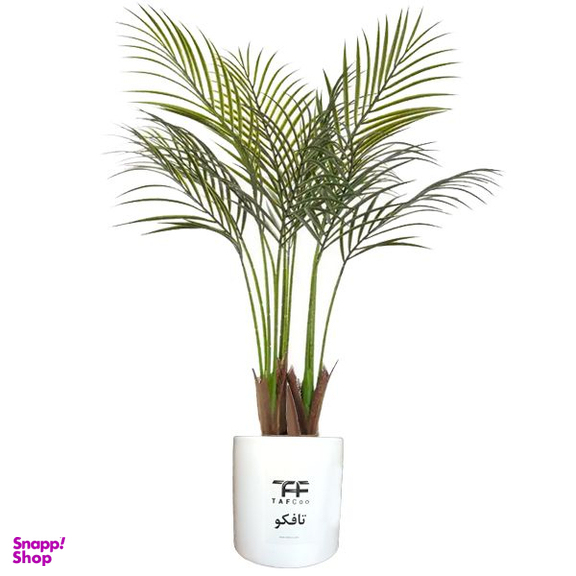 گیاه طبیعی نخل اریکا تافکو کد 2038