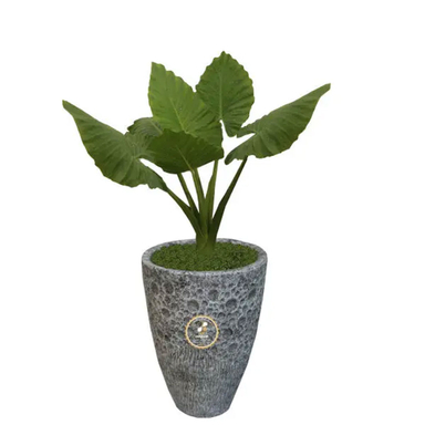 گیاه طبیعی باباآدم گلباران سبز گیلان مدل GN1-FANT5