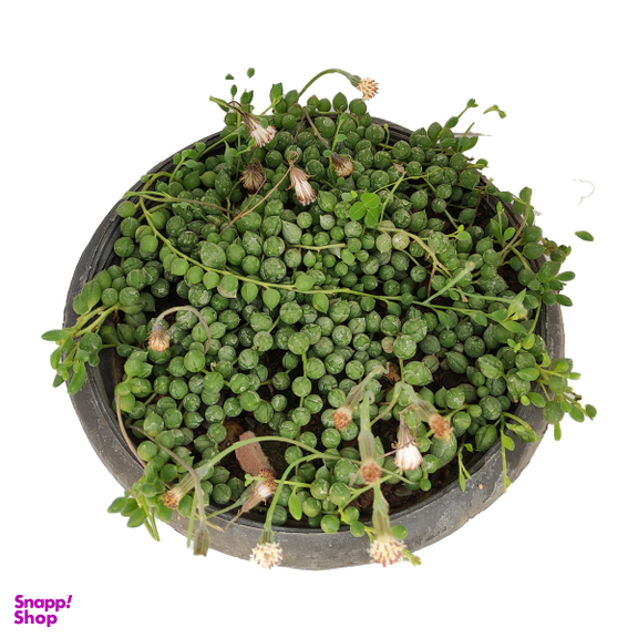 گیاه طبیعی کاکتوس غوره ای کد yt13