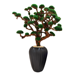 درختچه جاودان مهتاب کد 2550