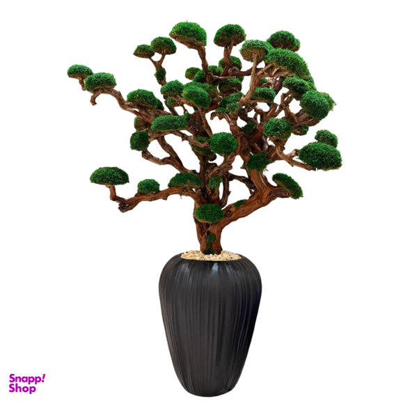 درختچه جاودان مهتاب کد 2550