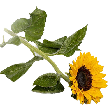 شاخه گل طبیعی آفتابگردان