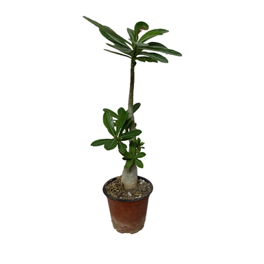 گیاه طبیعی آدنیوم مدل 01