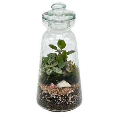 تراریوم مدل فانوس