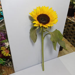 شاخه گل طبیعی آفتابگردان کد 13