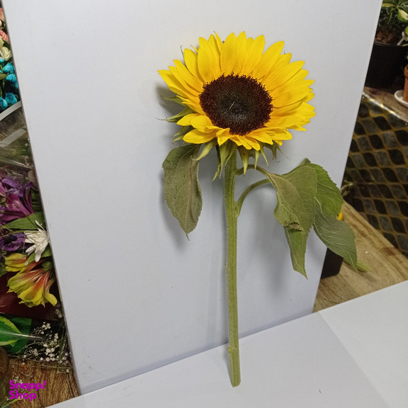 شاخه گل طبیعی آفتابگردان کد 13