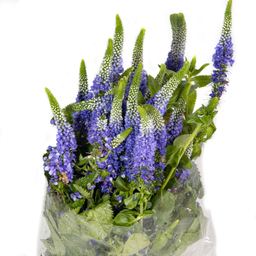 دسته گل طبیعی ورونیکا بنفش هیمان کد 1111