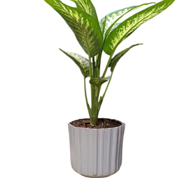 گیاه طبیعی دیفن باخیا گلدونه کد 20089