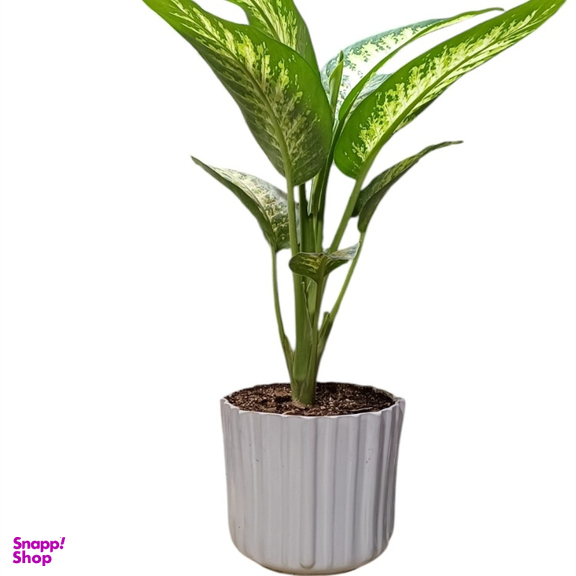 گیاه طبیعی دیفن باخیا گلدونه کد 20089