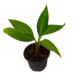 گیاه طبیعی نهال موز کد 02